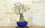 3 - Bonsai di Pero da fiore (160)
