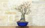 5 - Bonsai di Pero da fiore (160)