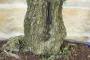 6 - Bonsai di Pero da fiore (160)