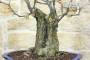 7 - Bonsai di Pero da fiore (160)