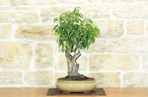 1 - Bonsai di Prunus Lusitanica (69)