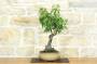 2 - Bonsai di Prunus Lusitanica (69)