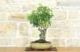 3 - Bonsai di Prunus Lusitanica (69)