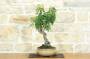 4 - Bonsai di Prunus Lusitanica (69)