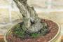 6 - Bonsai di Prunus Lusitanica (69)