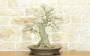 1 - Bonsai di Acero Palmato Yamamomiji (7)