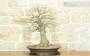 2 - Bonsai di Acero Palmato Yamamomiji (7)