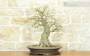 3 - Bonsai di Acero Palmato Yamamomiji (7)