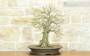 4 - Bonsai di Acero Palmato Yamamomiji (7)