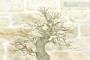 6 - Bonsai di Acero Palmato Yamamomiji (7)