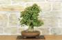 2 - Bonsai di Acero Tridente (26)