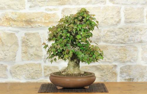 2 - Bonsai di Acero Tridente (26)