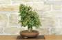 3 - Bonsai di Acero Tridente (26)