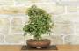 4 - Bonsai di Acero Tridente (26)