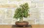 5 - Bonsai di Acero Tridente (26)