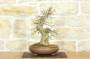6 - Bonsai di Acero Tridente (26)