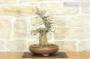 7 - Bonsai di Acero Tridente (26)