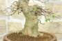 8 - Bonsai di Acero Tridente (26)