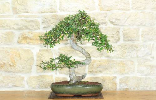 1 - Bonsai di Olmo Cinese (149)