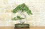 1 - Bonsai di Olmo Cinese (149)