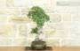 2 - Bonsai di Olmo Cinese (149)