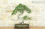 3 - Bonsai di Olmo Cinese (149)