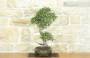 4 - Bonsai di Olmo Cinese (149)