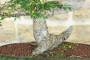 5 - Bonsai di Olmo Cinese (149)