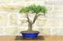 2 - Bonsai di Rosmarino (56)