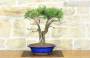 3 - Bonsai di Rosmarino (56)