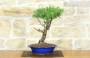 4 - Bonsai di Rosmarino (56)