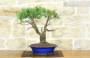 5 - Bonsai di Rosmarino (56)