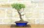 6 - Bonsai di Rosmarino (56)