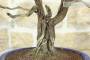 7 - Bonsai di Rosmarino (56)