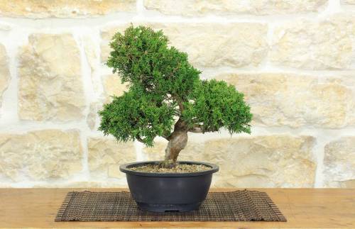 1 - Prebonsai di Ginepro Itoigawa (8)