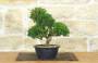 1 - Prebonsai di Ginepro Itoigawa (8)