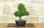 2 - Prebonsai di Ginepro Itoigawa (8)