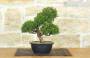 3 - Prebonsai di Ginepro Itoigawa (8)