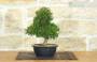 4 - Prebonsai di Ginepro Itoigawa (8)