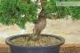5 - Prebonsai di Ginepro Itoigawa (8)