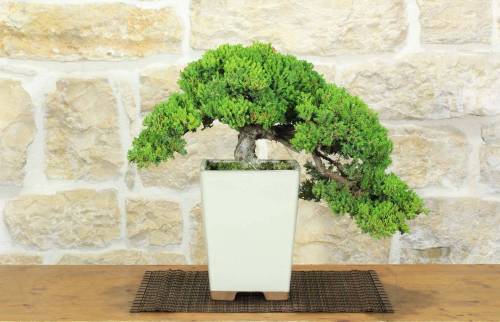 Bonsai di Ginepro Procumbens (18)