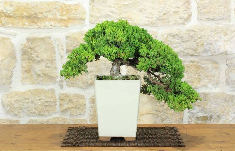 Bonsai di Ginepro Procumbens (18)