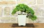 Bonsai di Ginepro Procumbens (18)