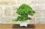 3 - Bonsai di Ginepro Procumbens (18)