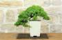 4 - Bonsai di Ginepro Procumbens (18)