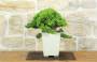 5 - Bonsai di Ginepro Procumbens (18)