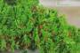 7 - Bonsai di Ginepro Procumbens (18)