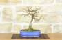 1 - Bonsai di Quercia Rossa (4)
