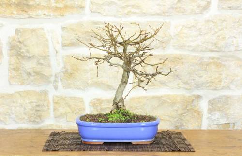 1 - Bonsai di Quercia Rossa (4)