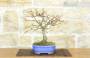2 - Bonsai di Quercia Rossa (4)